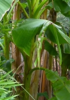 Japanische Faserbanane