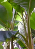 Japanische Faserbanane