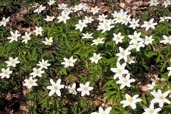 Buschwindröschen Anemone nemorosa