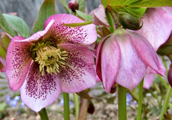 Christrose Helleborus Mix