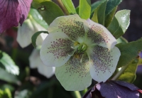 Christrose Helleborus Mix