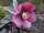 Christrose Helleborus Mix