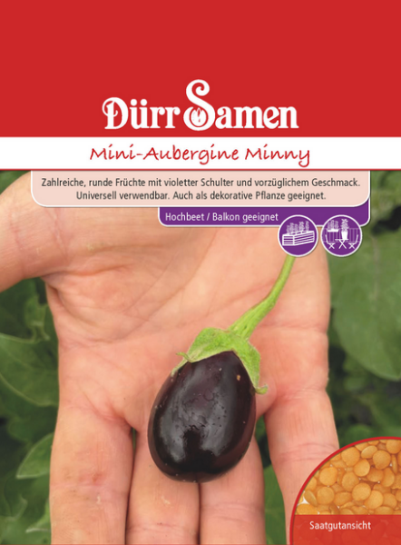 Mini Aubergine Minny