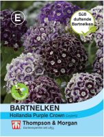 Bartnelken Hollandia Purple Crown