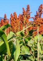 Besenmais / Mohrenhirse `Red Broom Corn` / 20 Samen