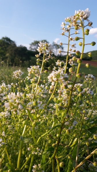 Bio-Löffelkraut