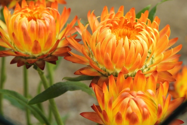 Strohblume orange