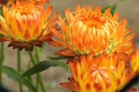 Strohblume orange