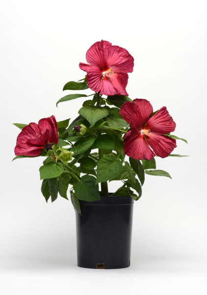 Hibiscus Luna Red