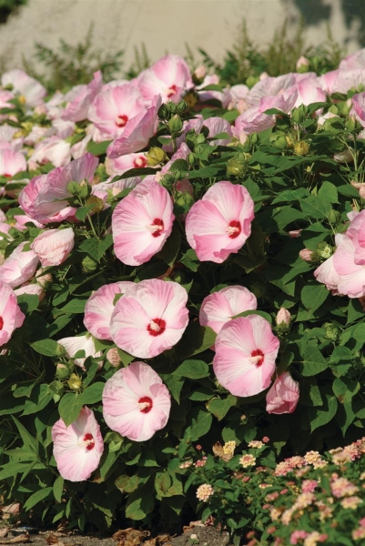 Hibiscus Luna Pink Swirl