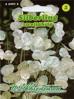 Silberling Lunaria weiße Blüte