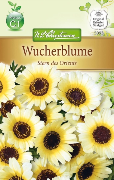 Wucherblume Stern des Orients MHD 01/25