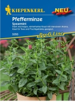 Pfefferminze Spearmint