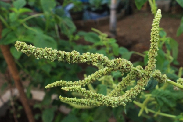 Bio-Popp- Amaranth
