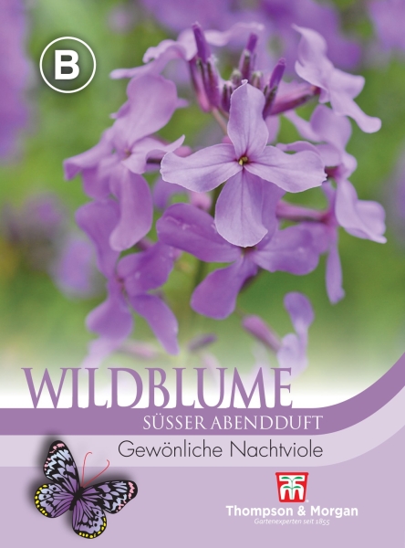 Wildblume gewöhnliche Nachtviole