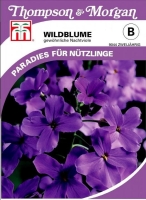 Wildblume gewöhnliche Nachtviole