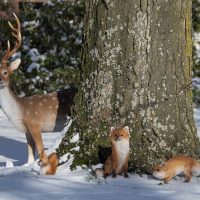 Sitzendes Eichhörnchen