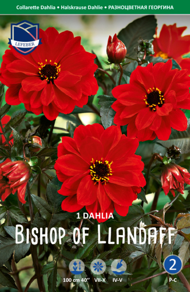 Dahlie Bishop of Llandaff