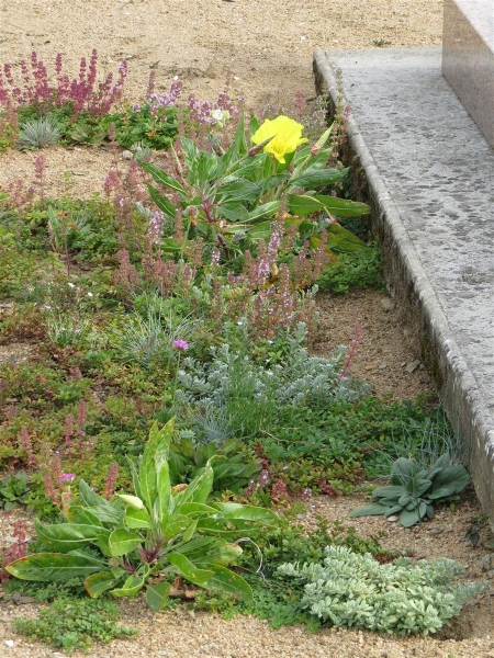 Trockenstauden niedrig 1m² für z.B.Dachflächen