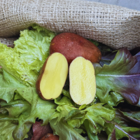 Pflanzkartoffel Rosara 25kg ca.400 Stück