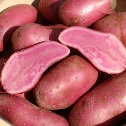 Rote Emmalie 50 Stück Bioware Kleinsortierung