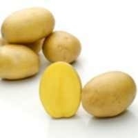 Pflanzkartoffel Alexandra p.Stück