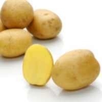 Pflanzkartoffel Madeira p.Stück