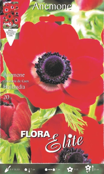 Anemone De Caen Hollandia 20 Stück