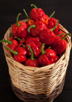 Chili Trinidad Moruga Scorpion