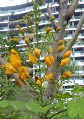 Gelber Pfauenstrauch MHD 11/26