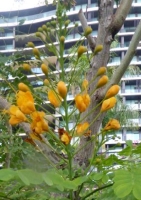 Gelber Pfauenstrauch MHD 11/26