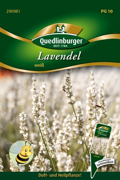 Lavendel Weiß