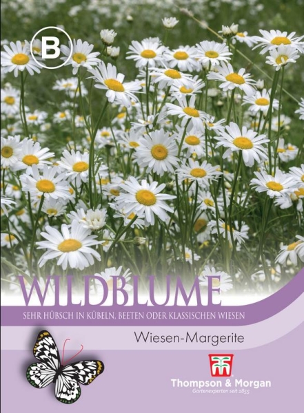 Wildblume Wiesen-Margerite