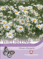 Wildblume Wiesen-Margerite