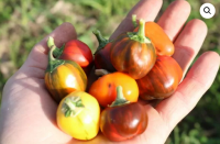 Bio-Paprika CA44 (Madame Paraplü)