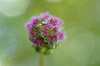 Kleiner Wiesenknopf Pimpernell