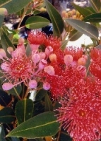 Eucalyptus (ficifolia)