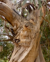 Eucalyptus (ficifolia)