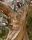 Eucalyptus (ficifolia)