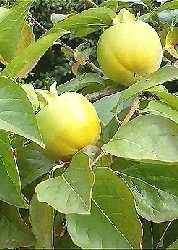 Kakibaum/Kakipflaume, 3,95