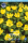 Winterlinge (Eranthis Hyemalis)