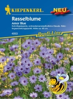 Rasselblume Amor Blue