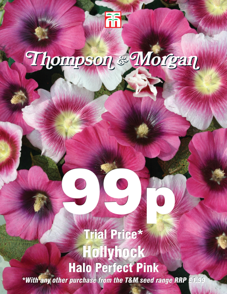 Stockrose Halo Perfect Pink