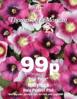 Stockrose Halo Perfect Pink