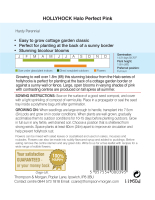 Stockrose Halo Perfect Pink