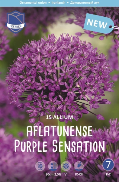 Allium Purple Sensation 80cm 15Stk.