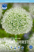 Allium Mount Everest 120cm 1 Stk.