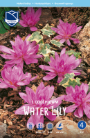 Herbstzeitlose Water Lily gefüllt 5 Stück