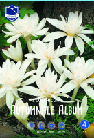 Herbstzeitlose Album Weiß 1 Stück