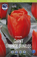 Giant Orange Sunrise 30cm 5 Stk. lose